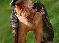 Brent birder spots huge bearded vulture near Shipley Bridge