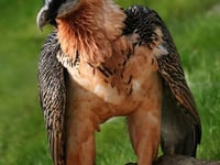 Brent birder spots huge bearded vulture near Shipley Bridge