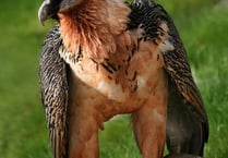 Brent birder spots huge bearded vulture near Shipley Bridge