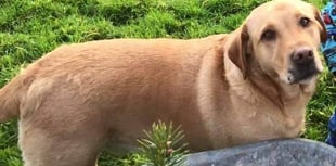 Lost dog near Moreleigh - please share