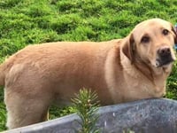 Lost dog near Moreleigh - please share