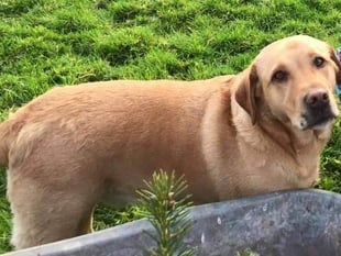 Lost dog near Moreleigh - please share