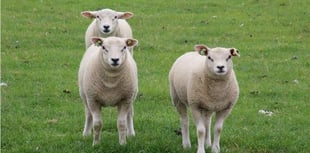 Twenty lambs stolen from South Pool