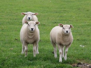 Twenty lambs stolen from South Pool