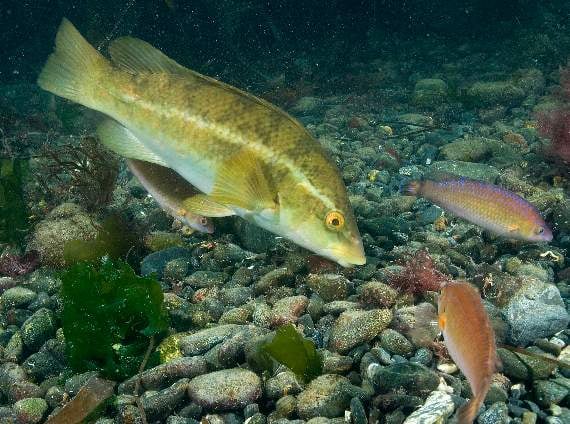 Devon fish under threat for the benefit of Scottish salmon farms