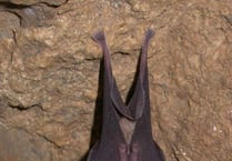 Volunteers needed to help major scientific survey of Devon's rare bats