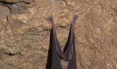 Volunteers needed to help major scientific survey of Devon's rare bats