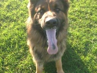 Police dog Yogi tracks down suspect after string of incidents across the area since Thursday