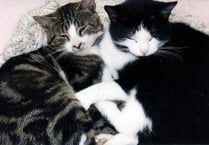 Loobiloo missing from Bowcombe Creek - FOUND
