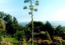 A rare plant is in flower in the South Hams