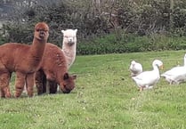 Alpacas moved after fire starts in workshop