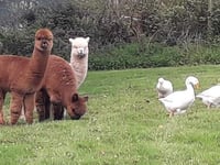Alpacas moved after fire starts in workshop