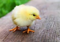 Easter eggs and chicks are hidden for people to find this Easter