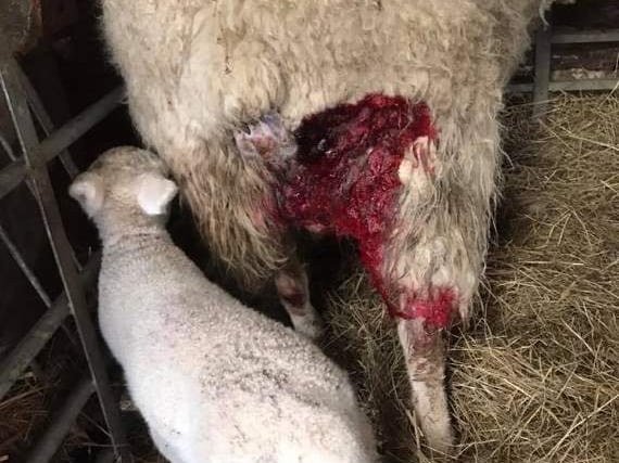Did 'big cat' attack sheep?