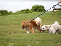 South Hams District Council cracks down on irresponsible dog owners