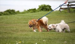 South Hams District Council cracks down on irresponsible dog owners