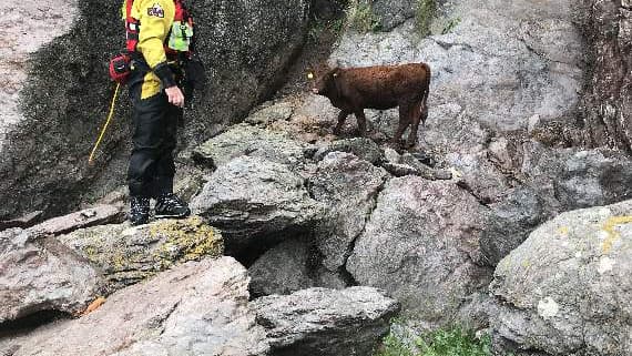 Cow trapped at bottom of cliff rescued | southhams-today.co.uk