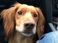 Dartmouth dog that vanished from back of truck found safe and well near M5