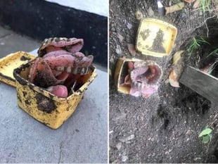 Gnasher stasher: Woman makes jaw-dropping discovery while digging up garden