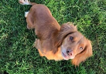 Desperate search for missing Dartmouth dog that vanished from back of truck