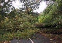 Shaugh Prior fallen tree: Road to Bickleigh blocked in both directions