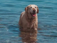 Council issues advice to dog owners and beach lovers