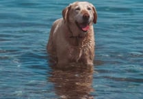 Council issues advice to dog owners and beach lovers