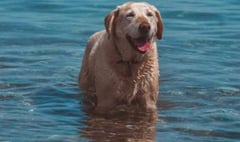 Council issues advice to dog owners and beach lovers