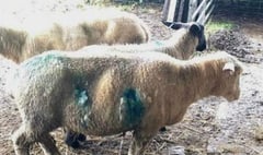 Dog owners urged to keep pets under control after spate of savage sheep attacks