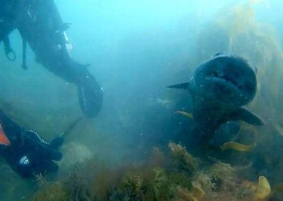 Gran saves shark from fishing line while scuba diving off Hallsands