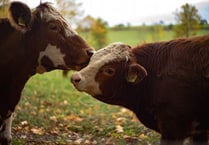 Ugborough farmer banned from keeping animals after cattle and sheep left suffering