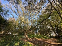 Essential works to be carried out to a much-loved tree