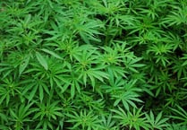 Crediton cannabis grower found guilty of money laundering