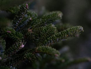 Where and how to dispose of those old Christmas trees