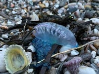Poisonous Portuguese Man O'War found on South Hams Beaches