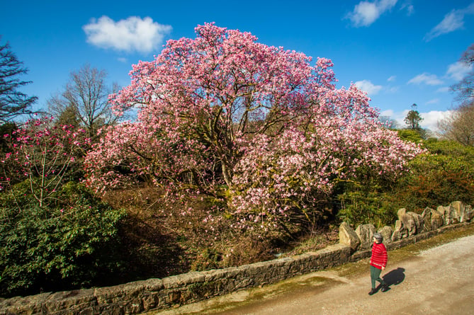 Lorna Howell walks past a huge blooming magnolia at the Lukesland Gardens in Devon. See SWNS story SWPLmagnolia. These stunning pictures show Britain's biggest magnolia tree which achieved its biggest bloom - thanks to a mild Spring. The Magnolia campbellii has the largest spread of any of its kind in the country - and last produced flowers in 2017. Located in Lukesland Gardens in Devon it is not the tallest magnolia in Britain - but is the widest. It was last measured five years ago and had a spread of 28 metres - but the garden's owners the Howells say it is now even bigger.  
