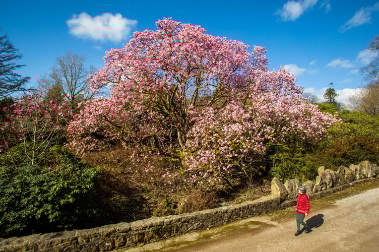 Lorna Howell walks past a huge blooming magnolia at the Lukesland Gardens in Devon. See SWNS story SWPLmagnolia. These stunning pictures show Britain's biggest magnolia tree which achieved its biggest bloom - thanks to a mild Spring. The Magnolia campbellii has the largest spread of any of its kind in the country - and last produced flowers in 2017. Located in Lukesland Gardens in Devon it is not the tallest magnolia in Britain - but is the widest. It was last measured five years ago and had a spread of 28 metres - but the garden's owners the Howells say it is now even bigger.