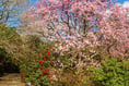 Bloomin’ Marvellous - Magnolia gets huge bloom thanks to mild spring