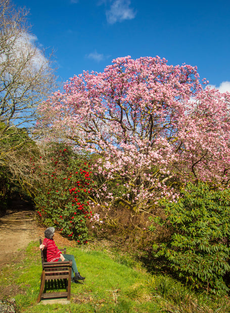 Lorna Howell walks past a huge blooming magnolia at the Lukesland Gardens in Devon. See SWNS story SWPLmagnolia. These stunning pictures show Britain's biggest magnolia tree which achieved its biggest bloom - thanks to a mild Spring. The Magnolia campbellii has the largest spread of any of its kind in the country - and last produced flowers in 2017. Located in Lukesland Gardens in Devon it is not the tallest magnolia in Britain - but is the widest. It was last measured five years ago and had a spread of 28 metres - but the garden's owners the Howells say it is now even bigger.
