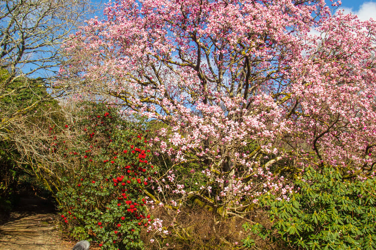 Lorna Howell walks past a huge blooming magnolia at the Lukesland Gardens in Devon. See SWNS story SWPLmagnolia. These stunning pictures show Britain's biggest magnolia tree which achieved its biggest bloom - thanks to a mild Spring. The Magnolia campbellii has the largest spread of any of its kind in the country - and last produced flowers in 2017. Located in Lukesland Gardens in Devon it is not the tallest magnolia in Britain - but is the widest. It was last measured five years ago and had a spread of 28 metres - but the garden's owners the Howells say it is now even bigger.