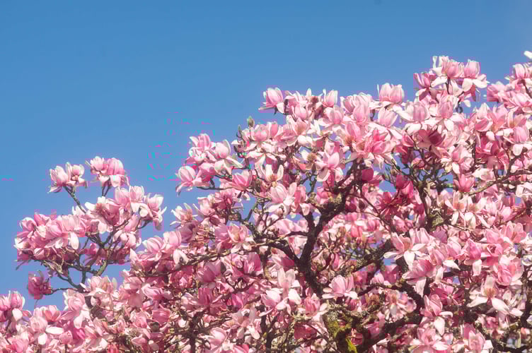 Lorna Howell walks past a huge blooming magnolia at the Lukesland Gardens in Devon. See SWNS story SWPLmagnolia. These stunning pictures show Britain's biggest magnolia tree which achieved its biggest bloom - thanks to a mild Spring. The Magnolia campbellii has the largest spread of any of its kind in the country - and last produced flowers in 2017. Located in Lukesland Gardens in Devon it is not the tallest magnolia in Britain - but is the widest. It was last measured five years ago and had a spread of 28 metres - but the garden's owners the Howells say it is now even bigger.