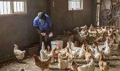 Poultry keepers reminded of their legal obligations around bird flu 