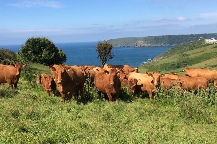 South Devons providing a rich contract to the Devon landscape