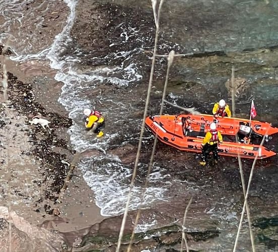 A dog was rescued after falling over a cliff edge in Devon on Sunday. Dartmouth Coastguard Rescue Team was called to Shinglehill Cove near Dartmouth at 11:00 BST after a dog called Bella fell over the edge of the cliff.See SWNS story SWPLcliff. 