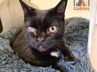 Cloudy the cat needs your help