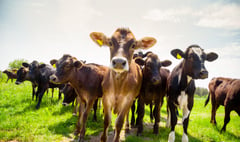 People in the South Hams warned of the dangers of cattle attacks