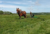 Learn about the secrets of healthy soil with working horses 