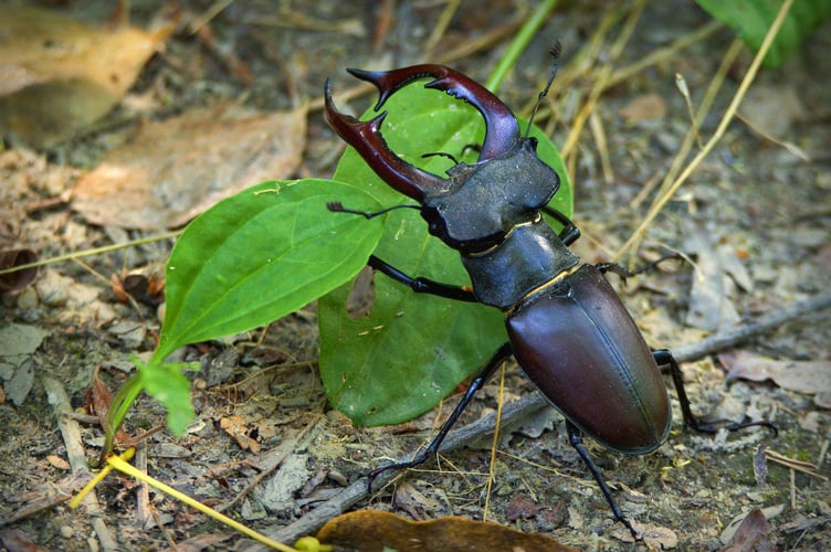 A Stag Beetle