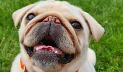 Can you help Pillsbury ‘The Pudgy’ Pug with his health problems 