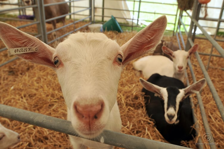 Photo: Steve Pope. MDA290622A_SP026
Devon County Show. Goats